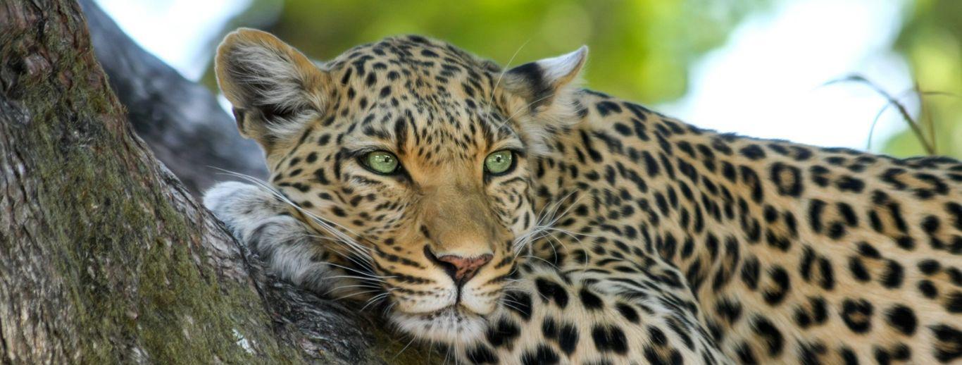 Wildlife & Safari