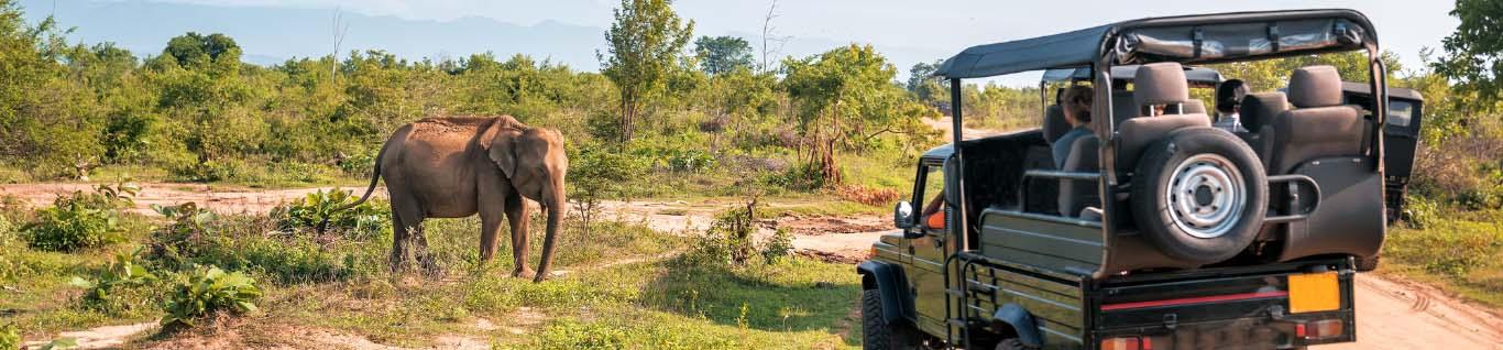 Bespoke Tours in South Africa Wild Escapes