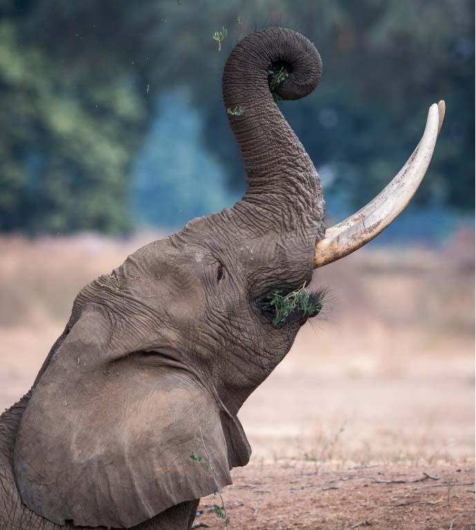 Wildlife & Safari