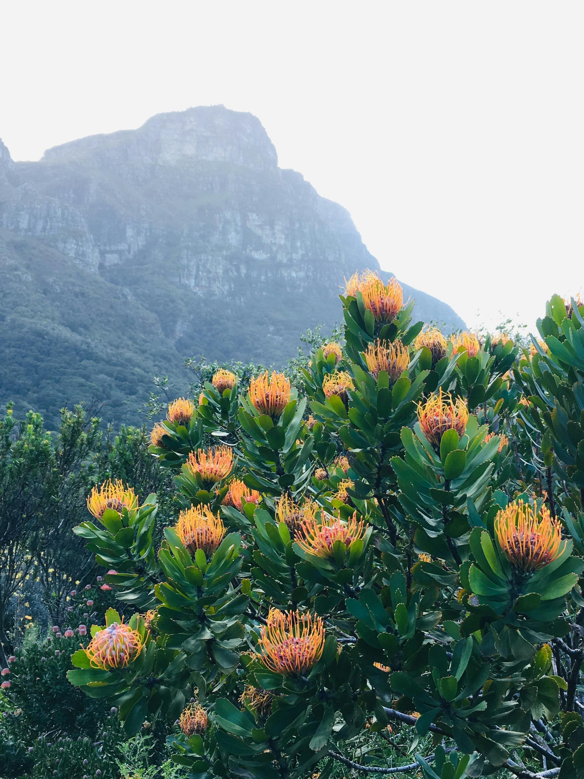 Western Cape