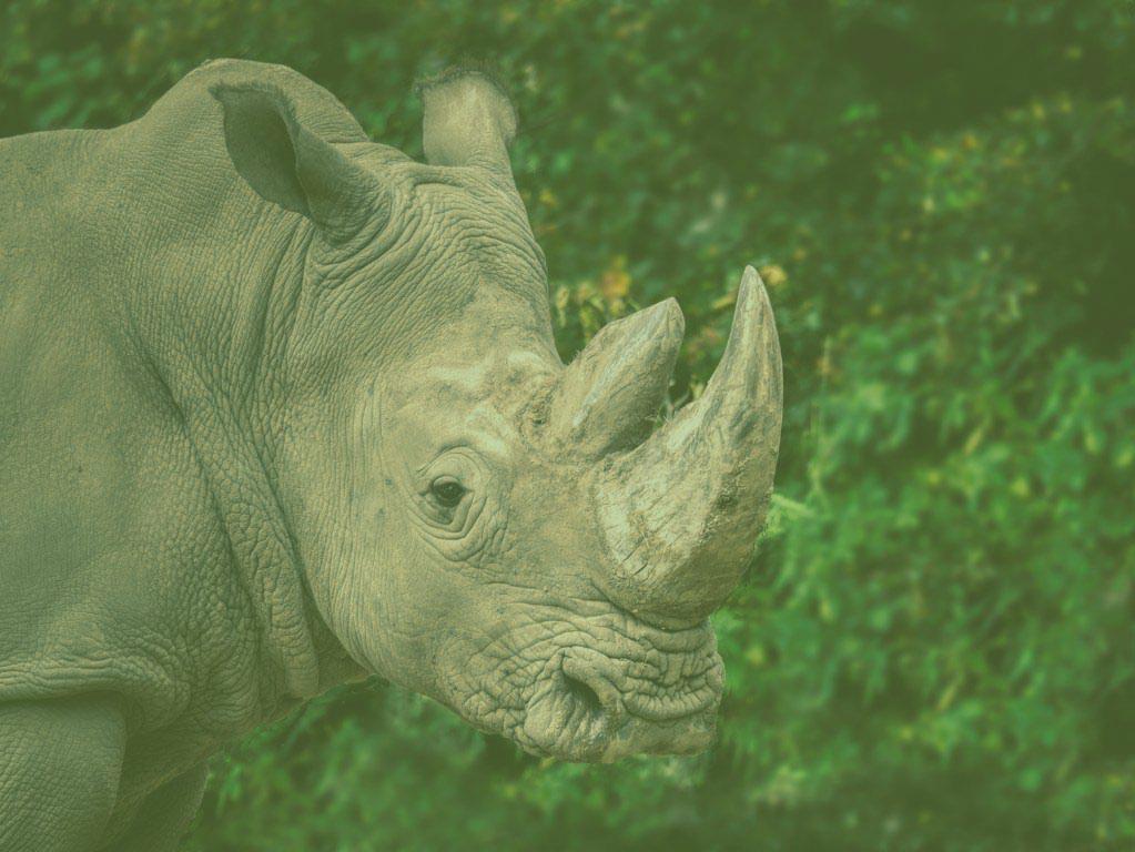 Environmental Preservation
