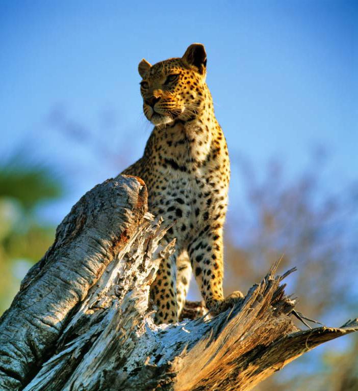 Wildlife & Safari